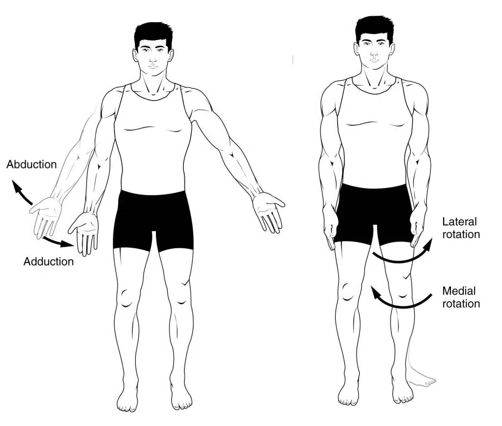 Medial and Lateral Rotation