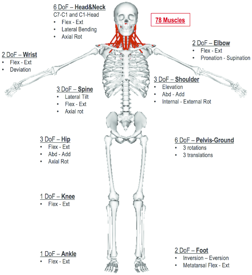Human DoF