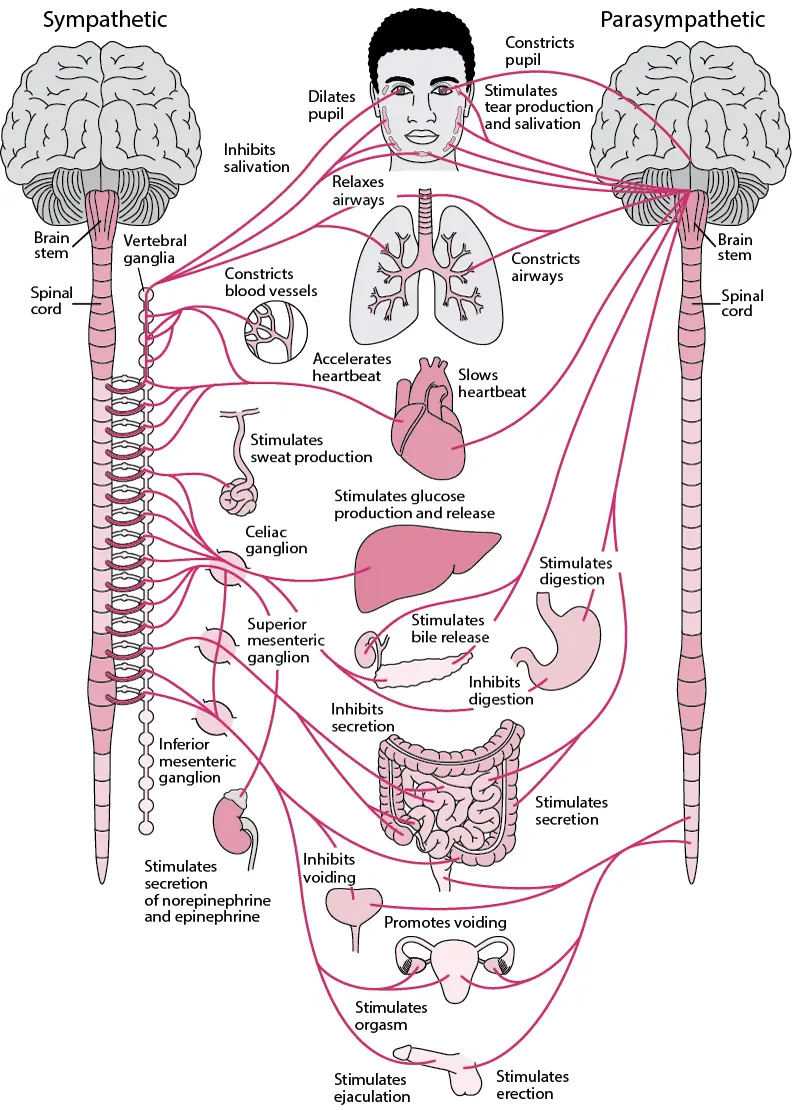 Nervous System-1774537204642.webp