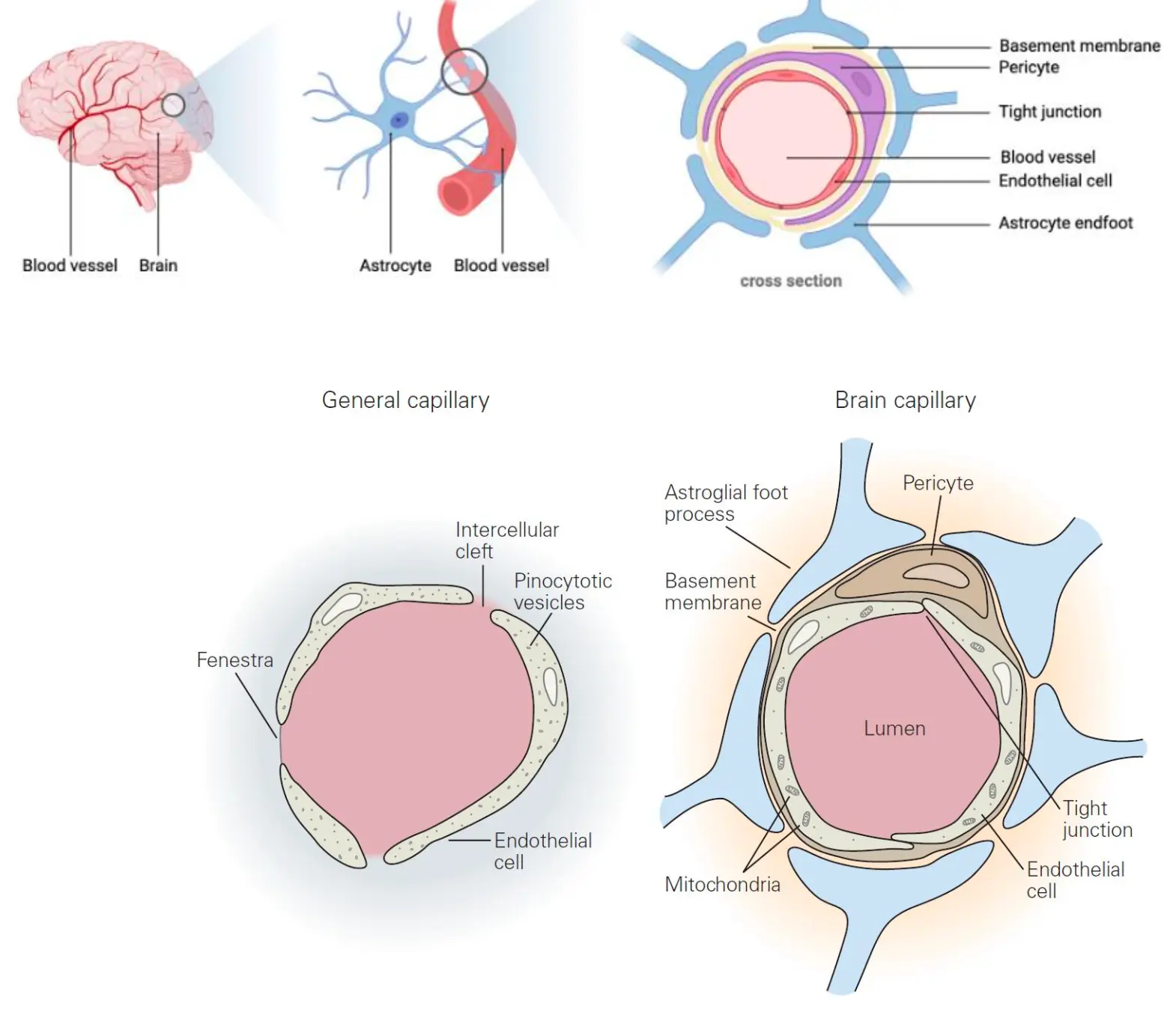 Nervous System-1774539532793.webp