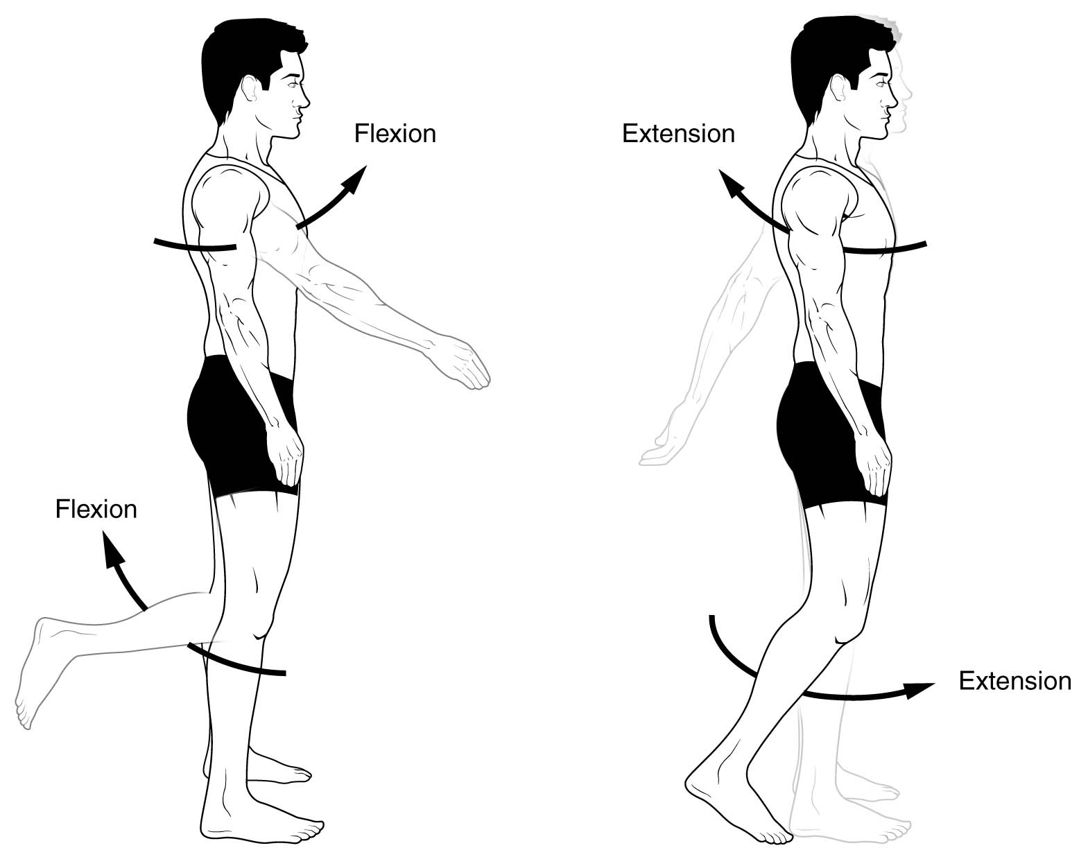 Flexion and Extension